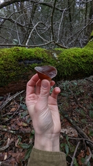 Auricularia fuscosuccinea image