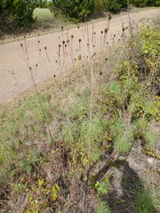 Helianthus salicifolius