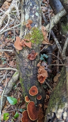 Auricularia fuscosuccinea image