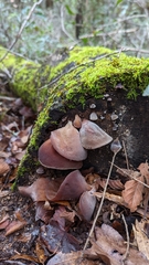 Auricularia fuscosuccinea image