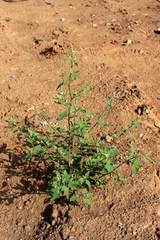 Chenopodium acerifolium