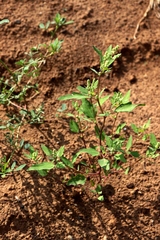 Chenopodium acerifolium