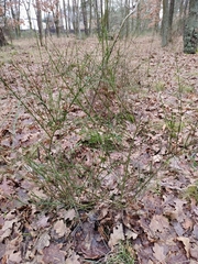 Cytisus scoparius