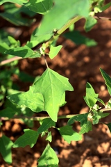 Chenopodium acerifolium