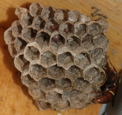 Polistes africanus