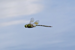 Anax gibbosulus