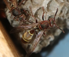 Polistes africanus