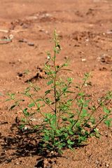 Chenopodium acerifolium