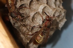 Polistes africanus