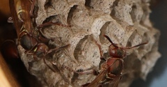 Polistes africanus