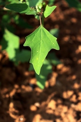 Chenopodium acerifolium