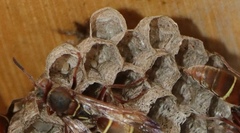 Polistes africanus