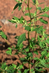 Chenopodium acerifolium