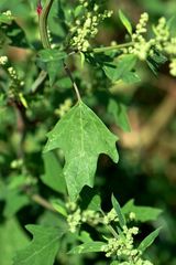 Chenopodium acerifolium