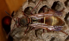 Polistes africanus