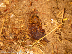 Pristimantis unistrigatus