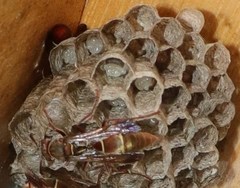 Polistes africanus