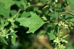 Chenopodium acerifolium