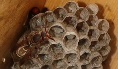 Polistes africanus