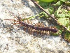 Lithobius pilicornis