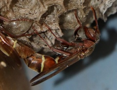 Polistes africanus