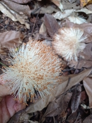 Pseudobombax septenatum