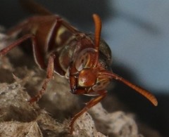 Polistes africanus