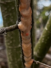 Fusicolla merismoides