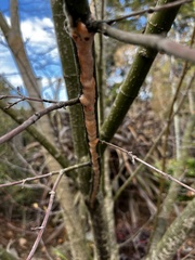 Fusicolla merismoides