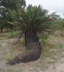 Macrozamia dyeri
