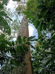 Pseudobombax septenatum