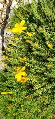 Hypericum olympicum