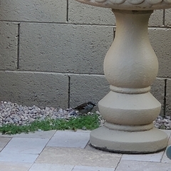 Passer domesticus