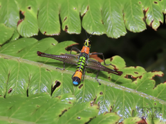 Paramastax rosenbergi