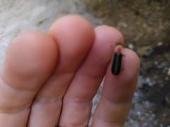 Photinus
