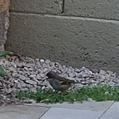 Passer domesticus