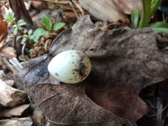 Setophaga pensylvanica