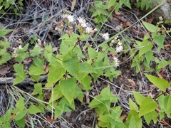 Chromolaena bigelovii
