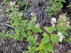 Chromolaena bigelovii