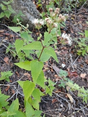 Chromolaena bigelovii
