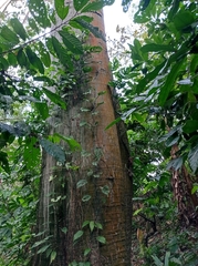 Pseudobombax septenatum