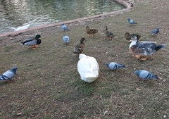 Anas platyrhynchos × Cairina moschata