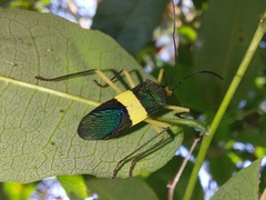 Paryphes