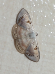 Argyrotome prospectata