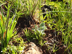 Calystegia collina oxyphylla