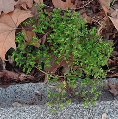 Euphorbia peplus