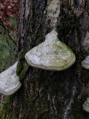 Fomes fomentarius