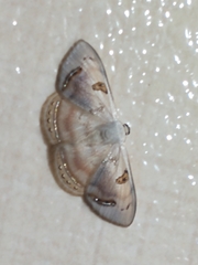 Argyrotome prospectata