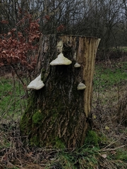 Fomes fomentarius