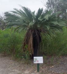 Macrozamia dyeri